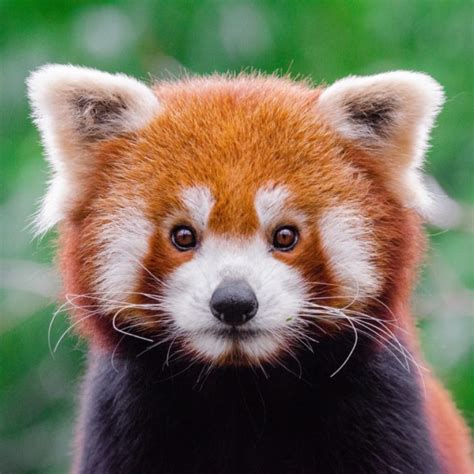 Red Panda Network Conservation In Action