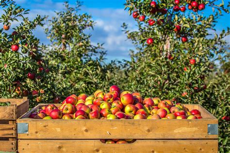 12 Best Apple Orchards In Minnesota Seasonal Picking Tips