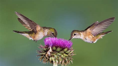 Two Bird Eating From A Flower Hd Animals Wallpapers
