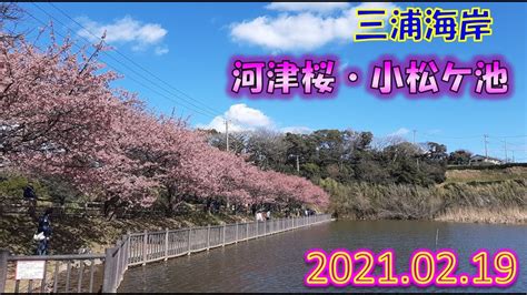 20210219三浦海岸河津桜Miura Coast Kawazu SakuraПобережье Миура Кавадзу