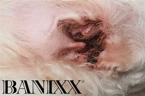 Dog Ear Infection Treatment At Home Banixx