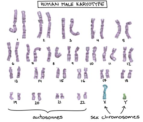 Y linkage can be difficult to detect. Can A Recessive Trait Be On The Y Chromosome - Eurogentest ...