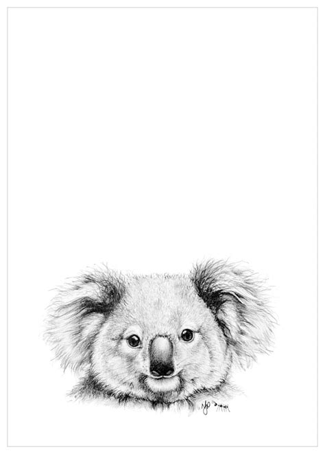 Koala Pencil Drawing Fine Art Prints And Sketches Australian Wildlife