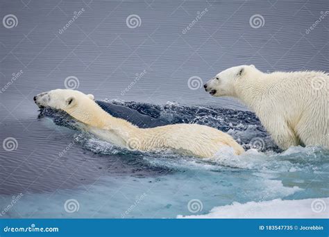 Mother Polar Bear Swims With Young Cub Stock Image Image Of
