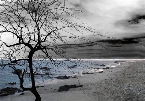 Themes Sadness Sad Tree Landscape Ocean Shore Pale Melancholic