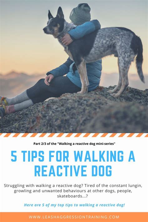 5 Tips For Walking A Reactive Dog You Can Use Today Reactive Dog