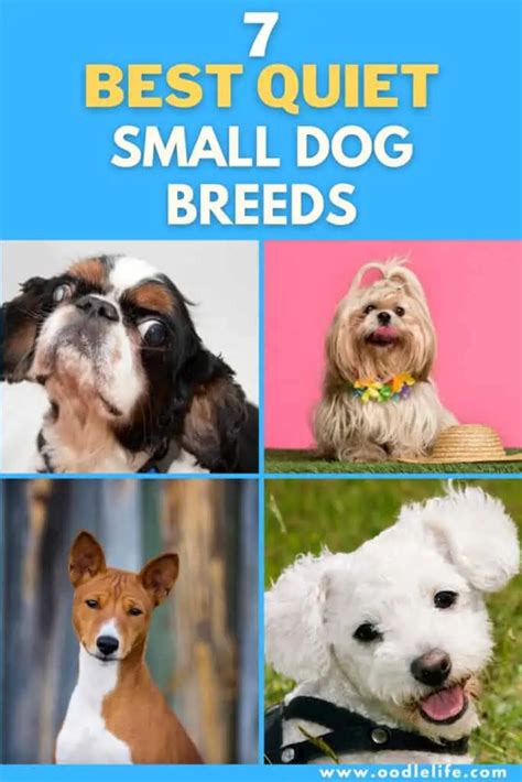 7 Best Quiet Small Dog Breeds With Photos Oodle Life