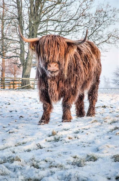 Highland Cattle 21 Fine Art Photography Highland Cow Nature