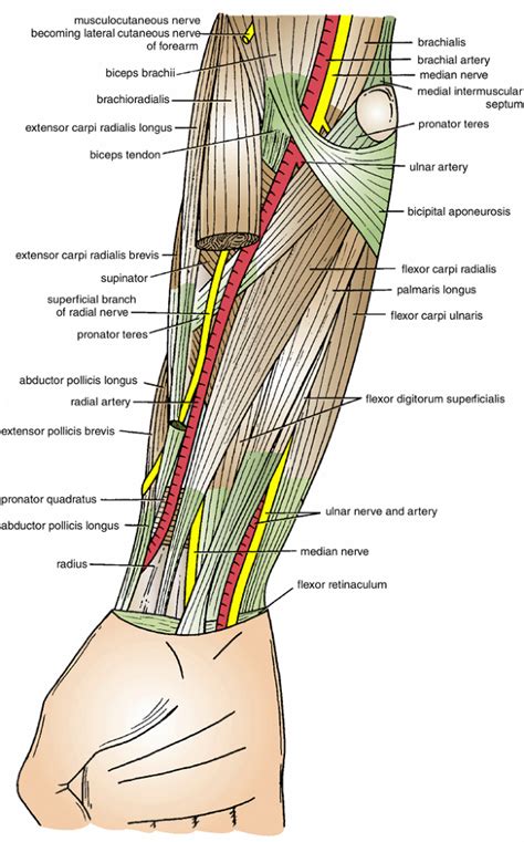 Anatomy Of The Arm Nerves Atlas Body