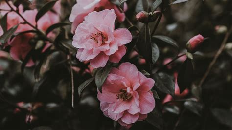 See more ideas about aesthetic backgrounds, aesthetic wallpapers, aesthetic iphone wallpaper. Pink Flowers Aesthetic Desktop Wallpapers - Wallpaper Cave