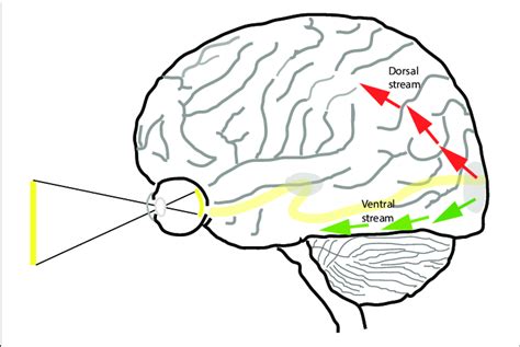 The Dorsal And Ventral Streams Of The Visual Pathway Beyond Area V1