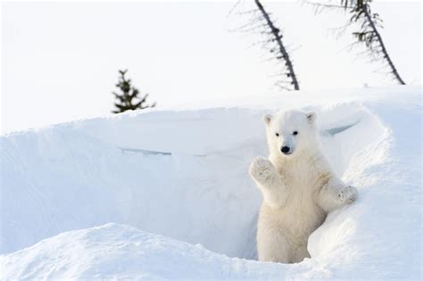 Polar Bears World Celebrates International Polar Bear Day For