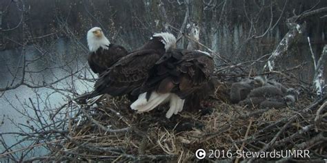 trio bald eagle nest cam live stewards of the upper mississippi river refuge