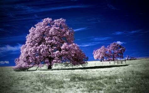 1600 Tree Hd Wallpapers And Backgrounds