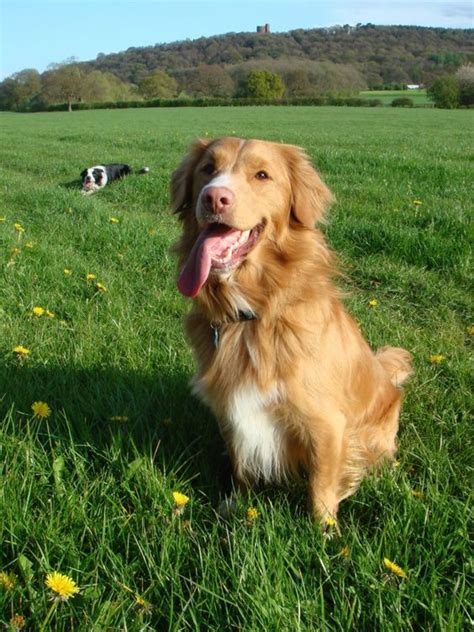 Golden Collie Border Collie X Golden Retriever Mix Temperament