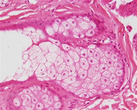 Tecido Epitelial Glandular Laminas Histologia E Embri