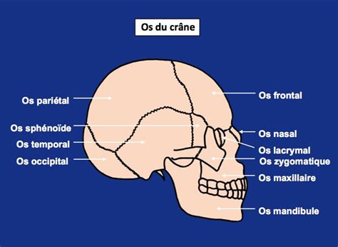 Os Du Crâne Ostéologie Anatomie Anatomie Des Muscles Anatomie Du