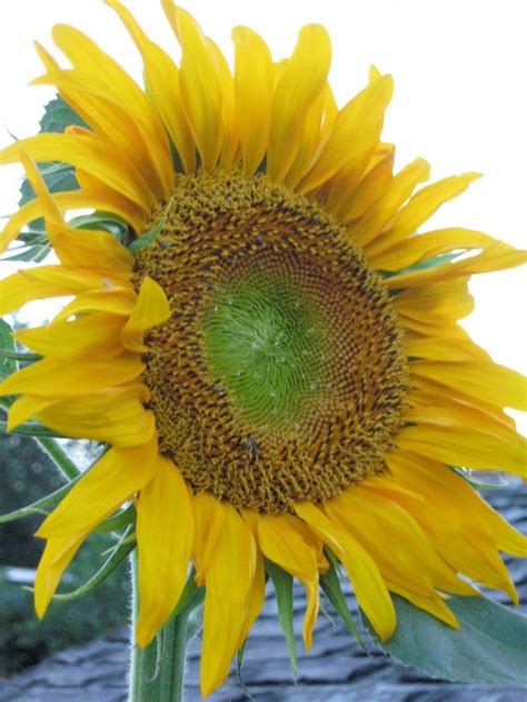 Sunflower Mammoth Grey Stripe Seeds Certified Organic Garden