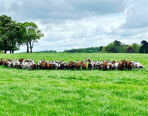 Calves Out Thoresby Farming