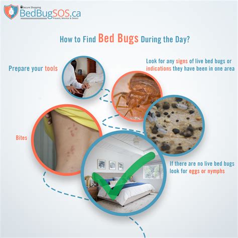 How To Find Bed Bugs During The Day Bed Bug Sos