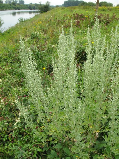 Artemisia Absinthium Absinthe Wormwood