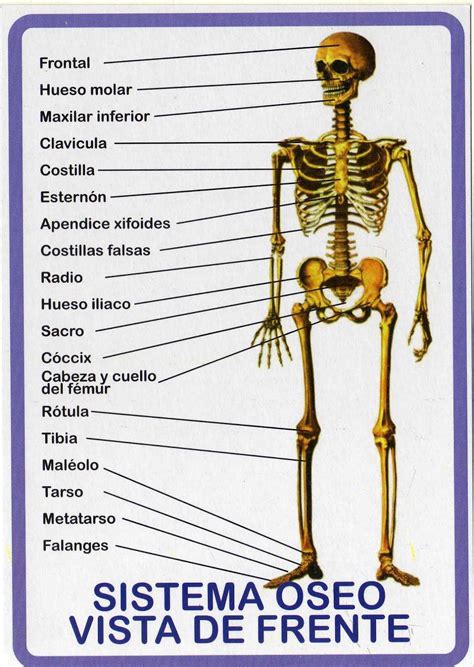 Huesos Del Cuerpo Humano Vista Posterior Lasopadir