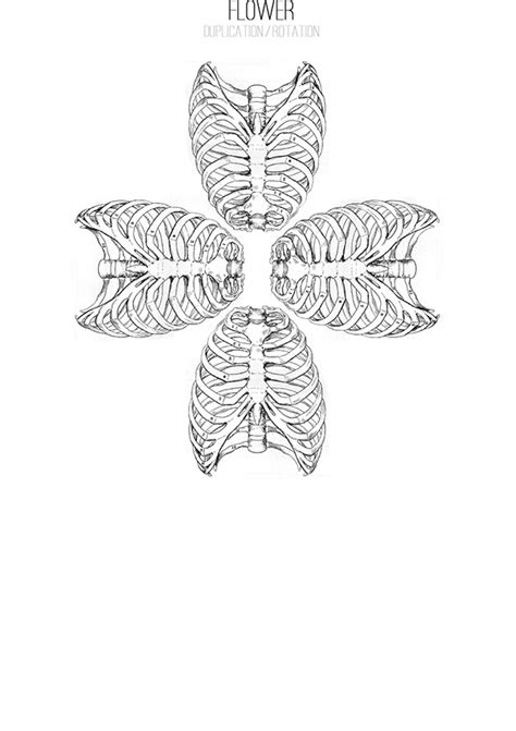 The rib cage protects the organs in the thoracic cavity, assists in respiration, and provides support for. Rib Cage. on Behance