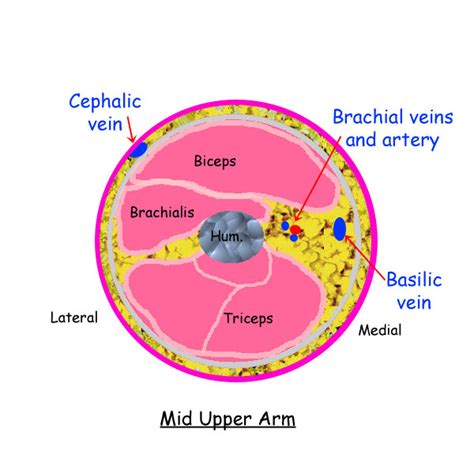 Upper Arm Vein Anatomy Ultrasoundpaedia