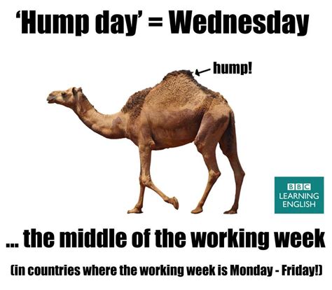 Italki Happy Hump Day😉👋 What Does Happy Hump Day Mean Professionals