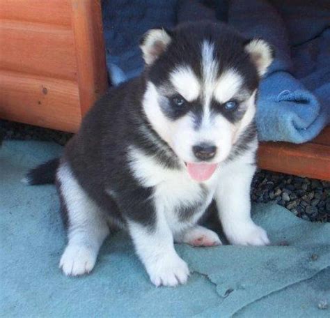 We work only with businesses that we've evaluated independently to protect you from puppy mills, scammers. Cheap Siberian Husky Puppies For Sale In Florida | PETSIDI