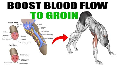Male Pelvic Floor Exercises To Increase Blood Flow To Your Groin Area