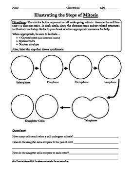 Our behavior in answering problems affects our daily performance as well as in the field of work. Mitosis and Meiosis Worksheets and Diagrams in 2019 | Mitosis, Worksheets, Student drawing
