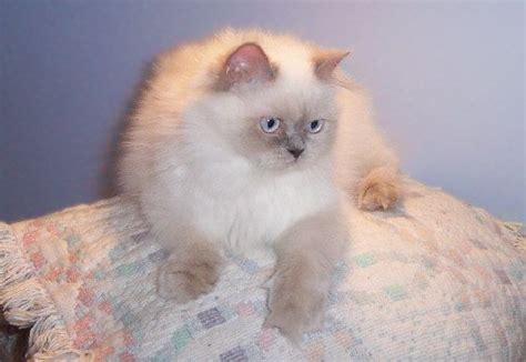 Lilac Point Himalayan Cats And Kittens Animals Kittens