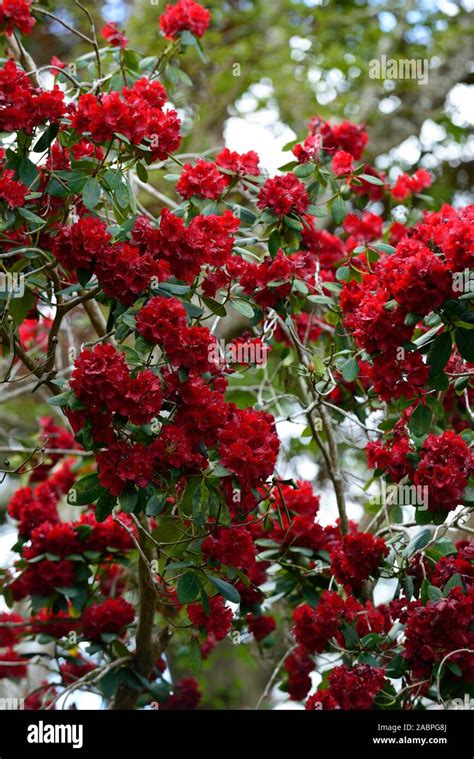 Rhododendron Queen Of Heartscrimson Red Flowersflowerfloweringtree