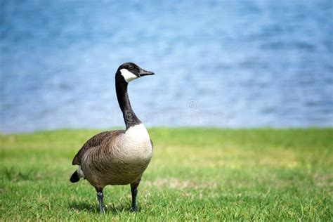 Canada Goose Standing On The Grass Stock Photo Image Of Canadensis