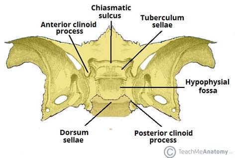 Sella Turcica Of Sphenoid Bone And Pituitary Gland