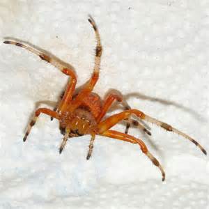 Orange Spider Araneus Marmoreus Bugguidenet