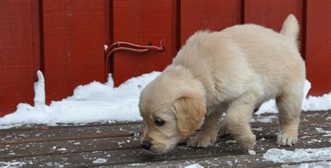 Consistency, attention, understanding, and patience are all key in housetraining. Dogtelligent: 5 weeks old Golden Retriever puppies