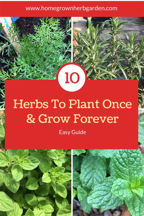 10 Perennial Herbs To Enjoy Forever Perennial Herbs Growing Herbs