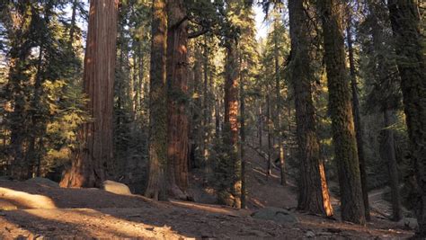 Beautiful Mountain And Forest Landscape In Sequoia National Park