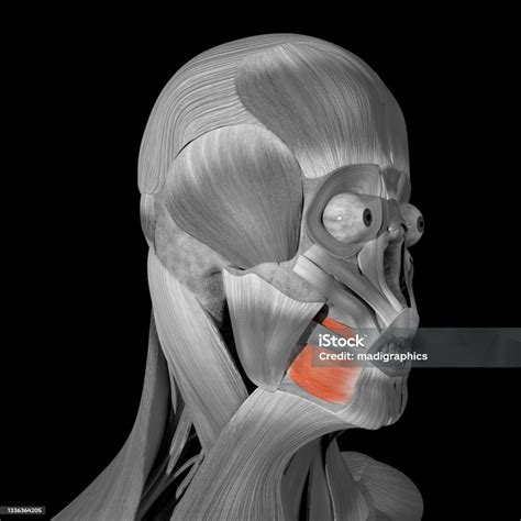 3d Illustration Of The Buccinator Muscles Stock Photo Download Image