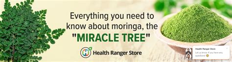 Everything You Need To Know About Moringa The Miracle Tree
