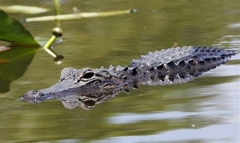 Human Remains Seen In Mouth Of Florida Alligator Npr