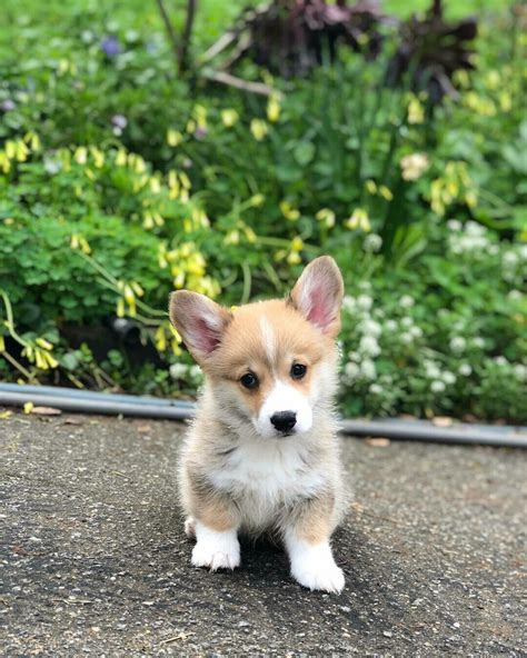 All of our dogs have been genetic health tested. Ina corgi puppy