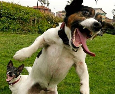Crazy Dog Funny Crazy Animals Dogs Hd Wallpaper Peakpx