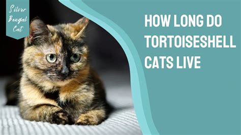 How Long Do Tortoiseshell Cats Live Rare Facts Explored