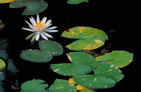 Free Picture White Water Lily Fragrant Water Lily Flower