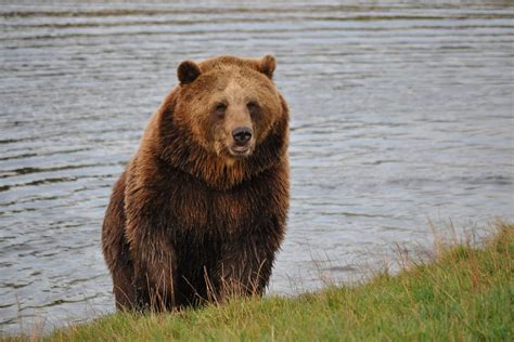 Eurasian Brown Bear Zoochat