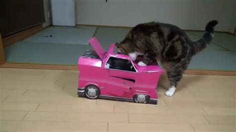 With the excitement of moving abroad, don't forget your. Maru the Cat Wants to Drive Toy Car - YouTube