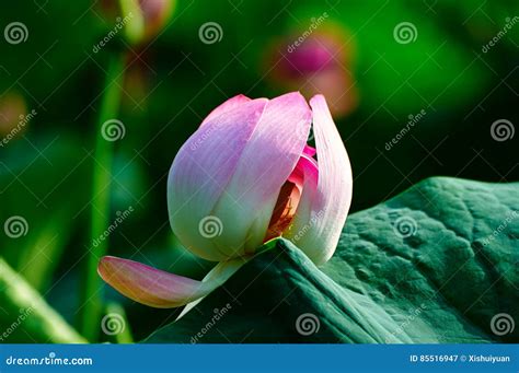 The Pretty Lotus Flower Stock Image Image Of Asia Green 85516947